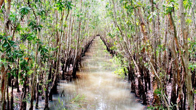 Khu rừng đầy ắp các kênh rạch lớn, nhỏ – Ảnh: XUÂN LỘC Khu rừng đầy ắp các kênh rạch lớn, nhỏ – Ảnh: XUÂN LỘC